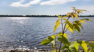 Su nehri yaz manzarası ve rüzgarda hareket eden yeşil ağaç dalı.