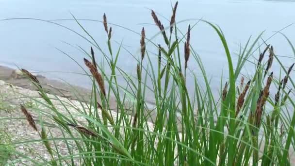 Water Landscape Cane Swaying Reeds Wind River — Stock Video