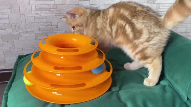 4K猫玩具 小红姜条纹猫在绿色的猫床上玩猫玩具 猫抓球 可爱的宠物 — 图库视频影像