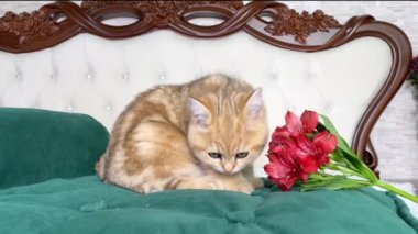 4k küçük kızıl çizgili kedi yavrusu yatak odasındaki yeşil kedi yatağında kırmızı çiçekleri kokluyor. İngiliz çinçilya kedisi. Sevimli hayvanlar. 