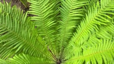 4k Green eğreltiotu doku arkaplanı bırakır. Tropik bitki. 