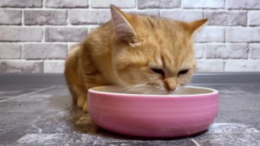 Küçük kızıl çizgili kedi yavrusu pembe kaseden yiyor. Gri tuğla duvar arkaplanı