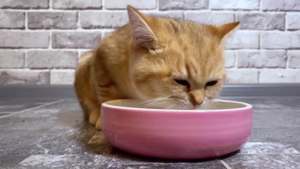 Petit Chaton Rayé Gingembre Rouge Mangeant Dans Bol Rose Fond — Video