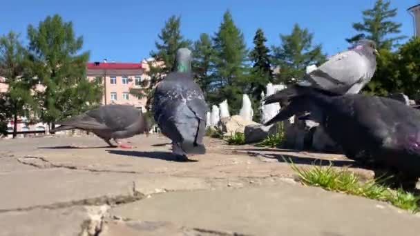City Summer Landscape Pigeons Fountain Jets Water — Stock Video