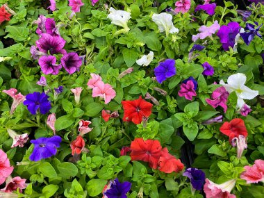 Petunya adı verilen kırmızı, beyaz ve gül çiçekleri. Çiçek dokusunun arka planı.