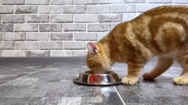 Küçük kızıl çizgili kedi yavrusu kaseden içiyor. Gri tuğla duvar arkaplanı