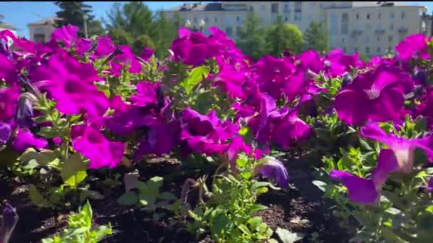 Petunia Fiori Rosa Sul Lettino Giardino Parco — Video Stock