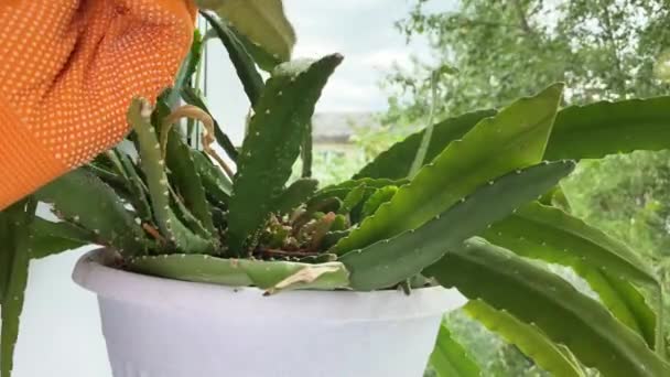 Beschneiden Von Topfblumen Haus Auf Der Fensterbank Zimmerpflanzenpflege Weibliche Hände — Stockvideo