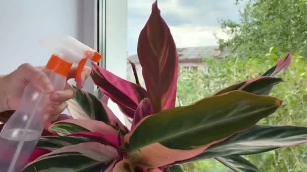 Kvinnliga Handen Sprutar Stromanthe Anläggningen Blomkruka Spraya Krukväxter Fönsterbrädan Krukväxtvård — Stockvideo