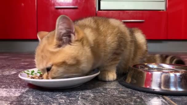 Petit Chaton Rayé Gingembre Rouge Mangeant Dans Bol Dans Cuisine — Video