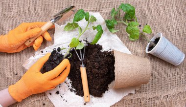 Eldivenli eller domates fidelerini yeniden ekiyor. Tencereye ekilen genç bitkiler. Kağıt üzerinde toprak, tırmık ve kürek ve çuval bezi.. 