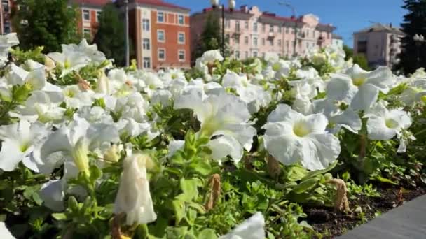 Paisagem Cidade Com Flores Brancas Casas — Vídeo de Stock