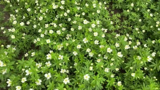 Snowdrops White Flowers Called Anemone Ranunculaceae Latar Belakang Tekstur Bunga — Stok Video