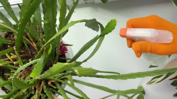 女性の手は花の鍋にサボテンSchlumbergeraをスプレーします 窓辺に鉢植えの花を散らします ハウスプラントケア — ストック動画