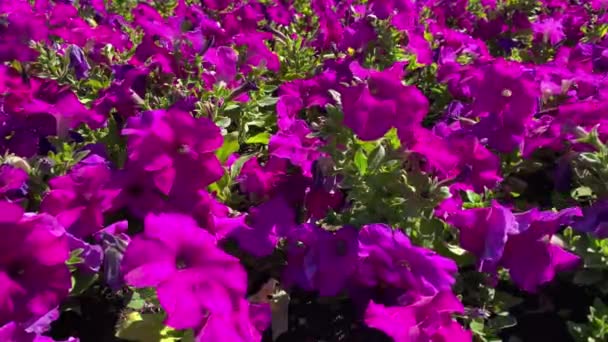 Πετούνια Ροζ Λουλούδια Στον Κήπο Κρεβάτι Στο Πάρκο — Αρχείο Βίντεο