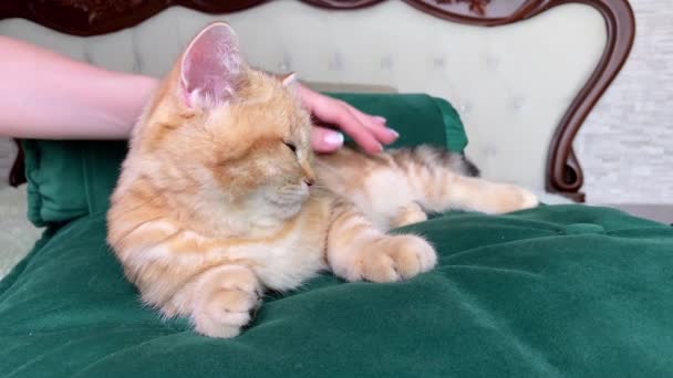 Vrouwelijke Hand Strelen Kleine Rode Gember Gestreepte Kitten Liggend Groene — Stockvideo