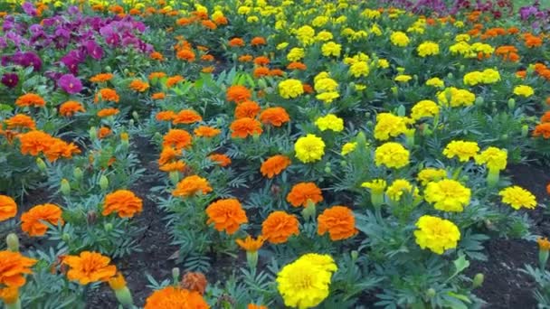 Caléndula Flores Amarillas Naranjas Cama Jardín Parque Planta Llamada Tagetes — Vídeos de Stock