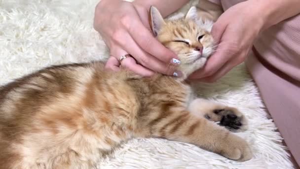 女性の手は寝室の白いベッドの上に横たわる小さな赤い生姜の縞模様の子猫を撫でた 愛らしいペット — ストック動画