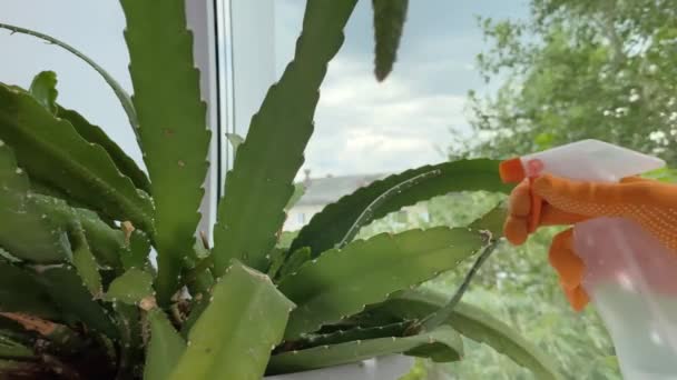 Mano Mujer Rocía Cactus Schlumbergera Maceta Pulverización Flores Maceta Alféizar — Vídeo de stock