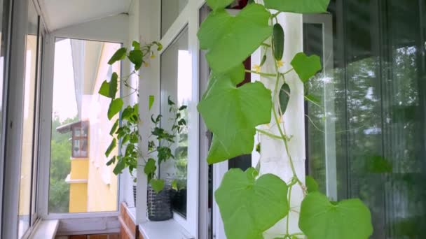 黄瓜植物生长在阳台上的窗台上 家庭园艺 — 图库视频影像