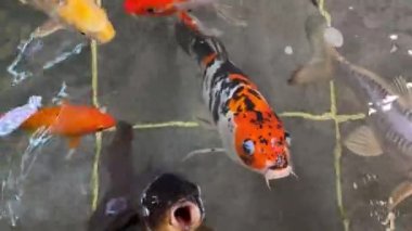 Süslü sazan balığı ya da havuzda yüzen Koi balığı. Japon sazan balığı yüzüyor