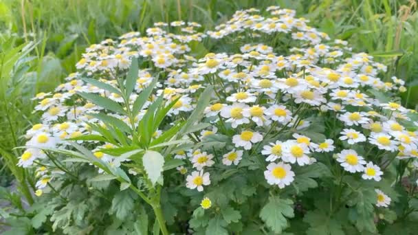 Kamille Plant Groen Gras Gele Witte Bloemen — Stockvideo