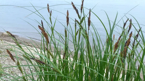 Paisaje Acuático Con Caña Cañas Balanceándose Viento Por Río — Foto de Stock