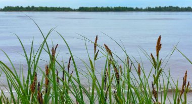Bastonlu su manzarası. Rüzgarda savrulan sazlıklar nehirde.