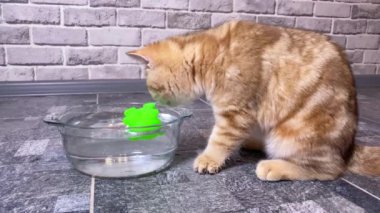 Kızıl çizgili kedi yavrusu suda kurbağa oyuncağıyla oynuyor. Tuğla gri duvar arkaplanı.