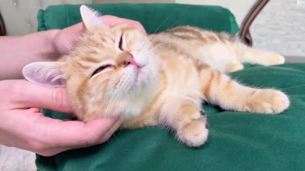 Vrouwelijke Hand Strelen Kleine Rode Gember Gestreepte Kitten Liggend Groene — Stockvideo