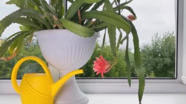 Odadaki pencere pervazına çiçek sakladım. Kaktüs Schlumbergera ve sulama kutusu adında yerli bir çiçek..