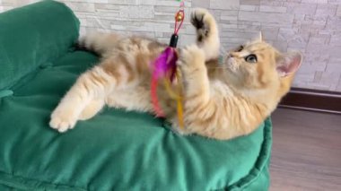 Kızıl çizgili kedi yavrusu sırt üstü uzanıyor ve yeşil kedi yatağında oynuyor. Altın çinçilya kedisi. 
