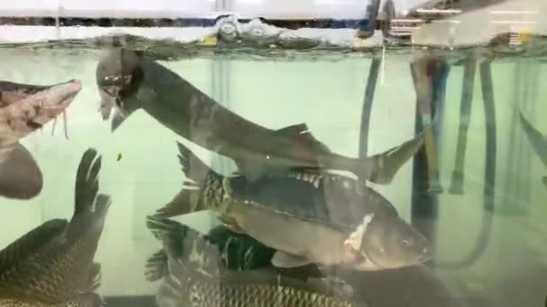 Pescado Vivo Listo Para Venta Supermercado Esturión Acuario Tienda — Vídeo de stock