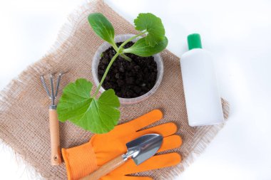 Döllenme, kabak filizlerini ezer. Beyaz arka planda bitki hastalıklarına karşı etkili şişeler. Ürün haşerelerine karşı sebze iliği tedavisi.