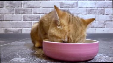 Küçük kızıl çizgili kedi yavrusu pembe kaseden yiyor. Gri tuğla duvar arkaplanı