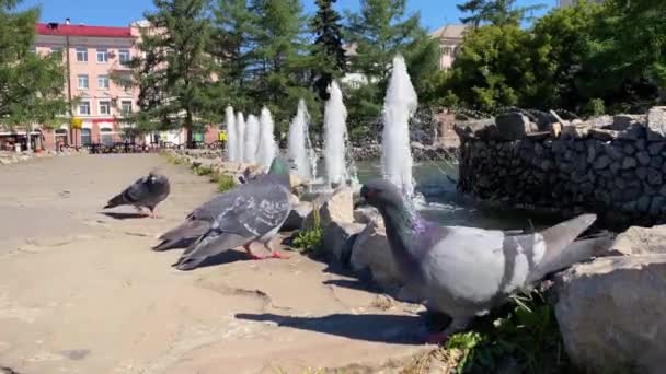 城市夏季风景与鸽子和喷泉 水的排放 — 图库视频影像