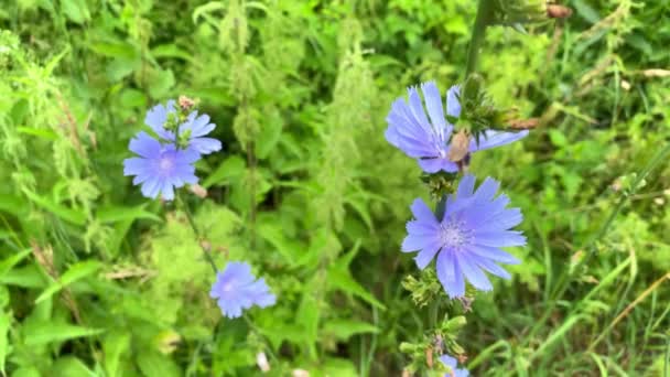 Цветок Синего Цикория Цветет Поле Цветы Движутся Ветру — стоковое видео