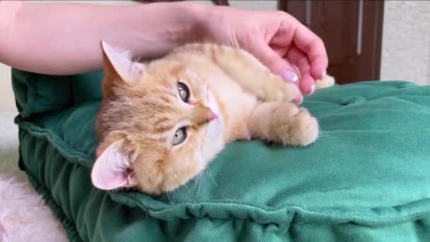 女性の手は寝室の緑の猫のベッドの上に横たわる小さな赤い生姜縞の子猫を撫でた 愛らしいペット — ストック動画