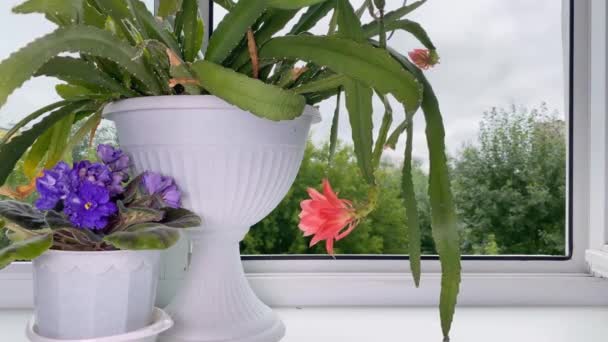 Krukväxter Fönsterbrädan Rummet Inhemska Blommande Växt Som Heter Kaktus Schlumbergera — Stockvideo