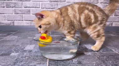 Küçük kızıl çizgili kedi yavrusu ördek oyuncağıyla oynuyor. Tuğla gri duvar arkaplanı.