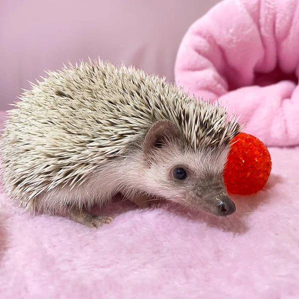 Afrikansk Dvärg Igelkott Rosa Bakgrund Vilket Gulligt Litet Husdjur — Stockfoto