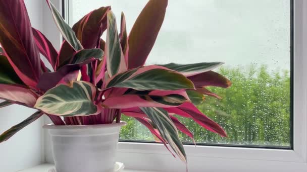 Stromanthe Indoor Flower Striped Red Green Leaves Windowsill Summer Rain — Stok Video