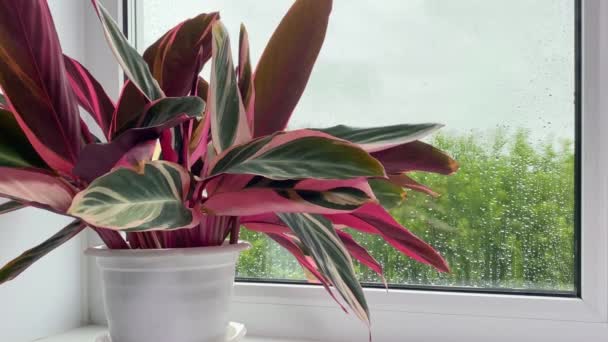 Stromanthe Fleur Intérieure Avec Des Feuilles Rouges Vertes Rayées Sur — Video