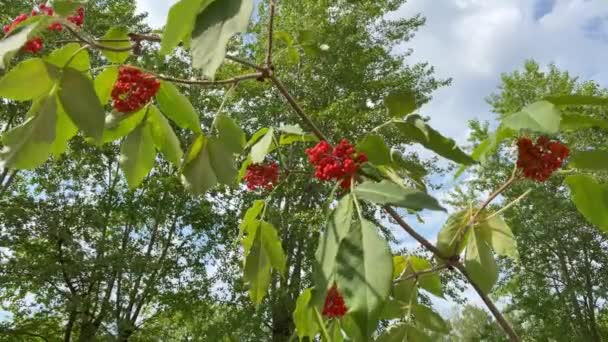 有红色浆果的树枝 在模糊的天空背景上移动的一种叫做椰子树的植物 — 图库视频影像