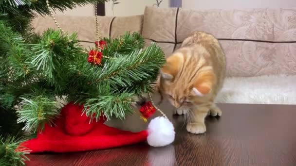 Kleine Katze Spielt Mit Roter Geschenkschachtel Weihnachtsbaum Und Weihnachtsmütze — Stockvideo