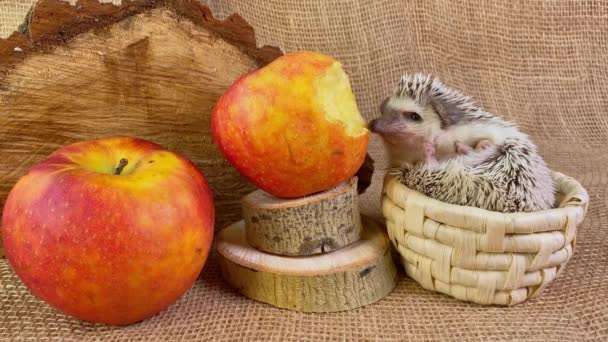 African dwarf hedgehog in basket eating red apple bitten. 