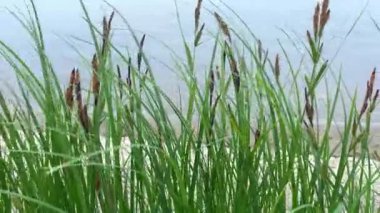 4K, bastonlu su manzarası. Rüzgarda savrulan sazlıklar. Yavaş çekim