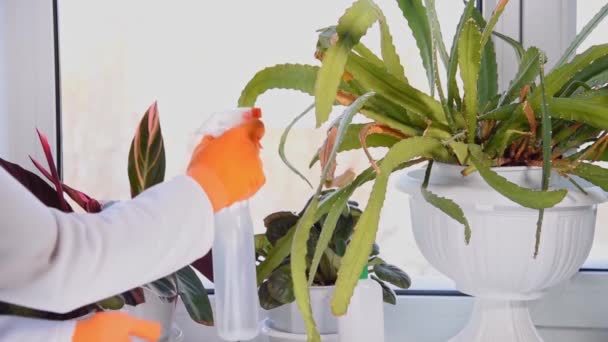 女人的手在花盆里喷出仙人掌 冬天在窗台上喷洒盆栽的花 — 图库视频影像