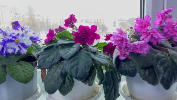 Blommande Viola Inomhus Växt Med Rosa Och Röda Blad Fönsterbrädan — Stockvideo