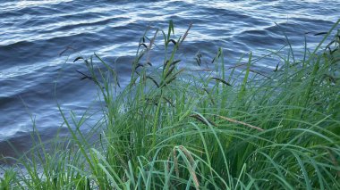 Bastonlu su manzarası. Rüzgarda savrulan sazlıklar nehirde.